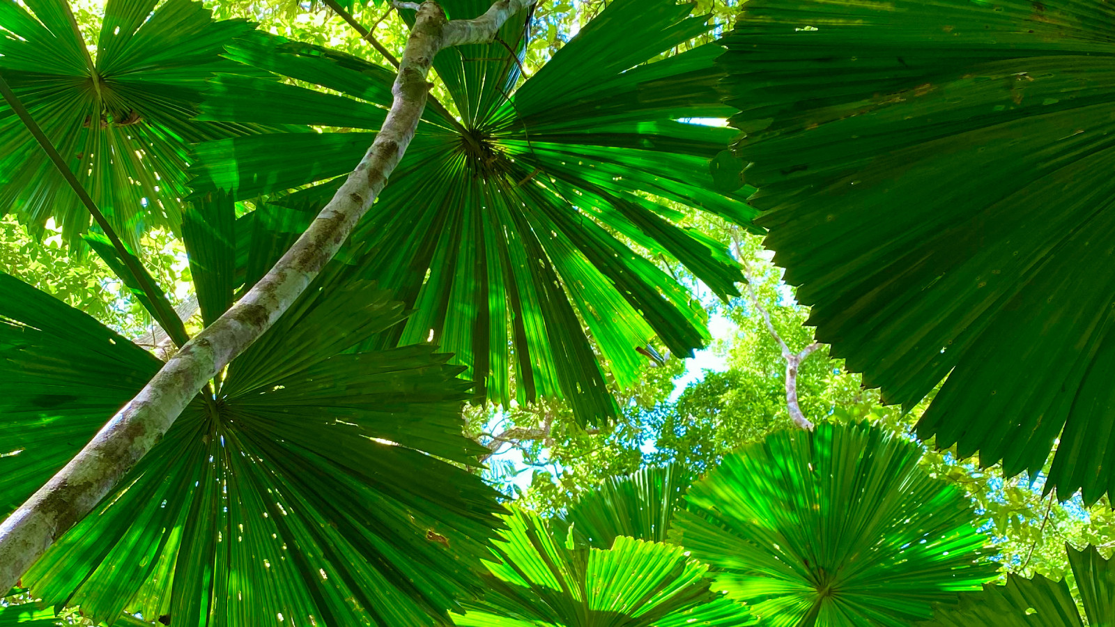 Indigenous Australia