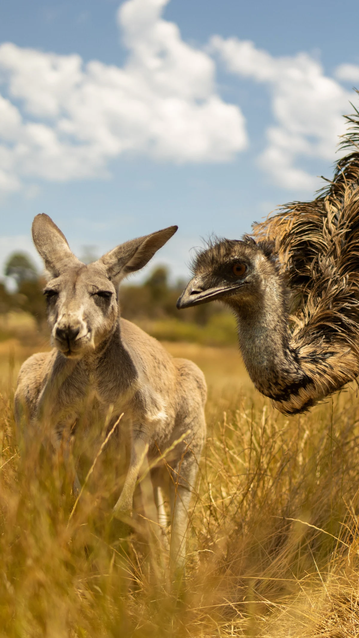 Wachtl Australia