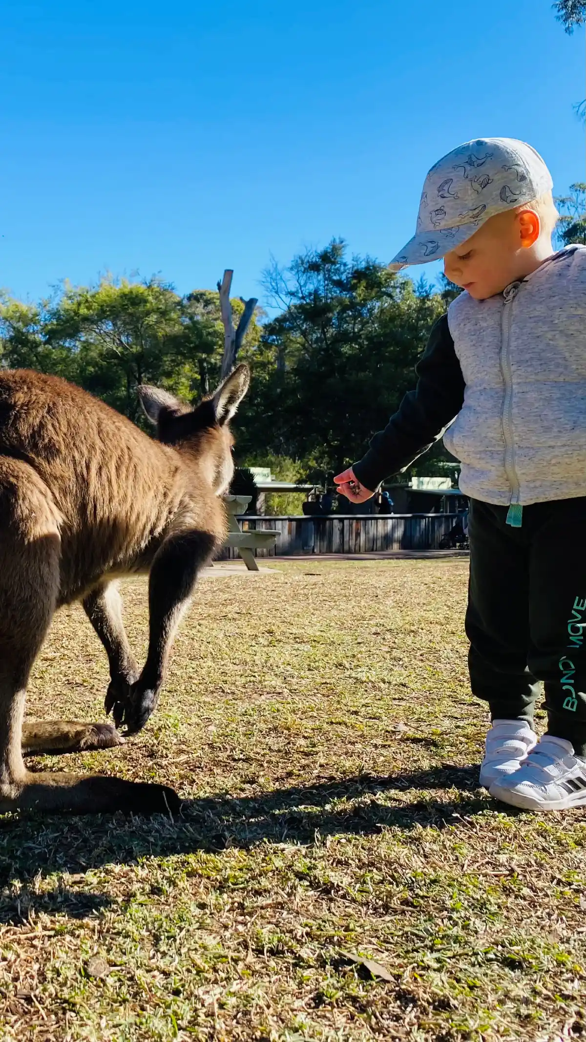 Wachtl Australia